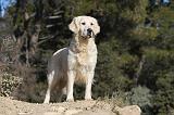 GOLDEN RETRIEVER 539